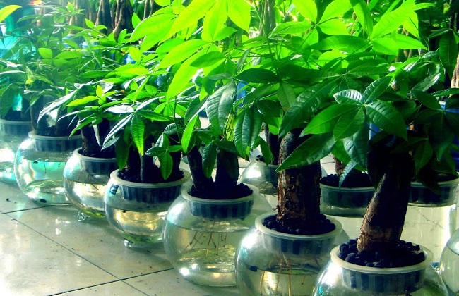 发财树新叶卷曲解决办法？