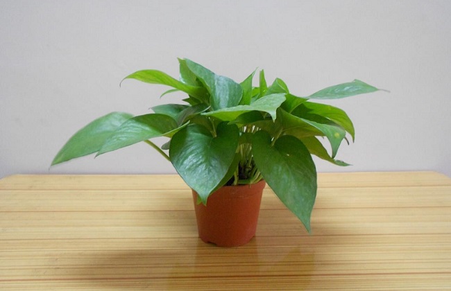 绿萝冻伤了解决办法