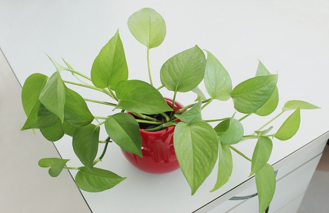 绿萝冻伤了解决办法