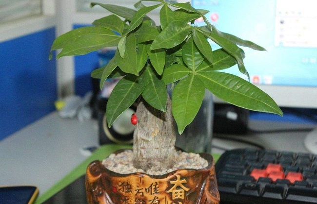 发财树新叶卷曲解决办法？