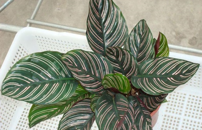 双线竹芋的养殖办法和注意些什么