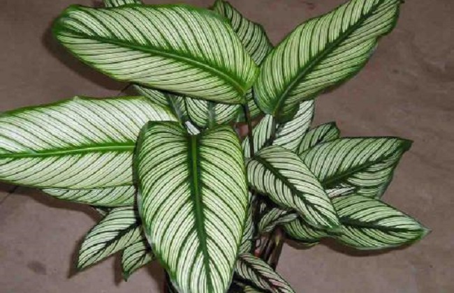 双线竹芋的养殖办法和注意些什么