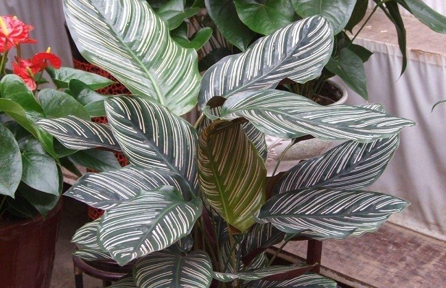 双线竹芋的养殖办法和注意些什么