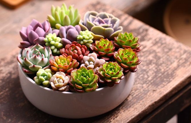 多肉冻伤的表现症状及处理办法