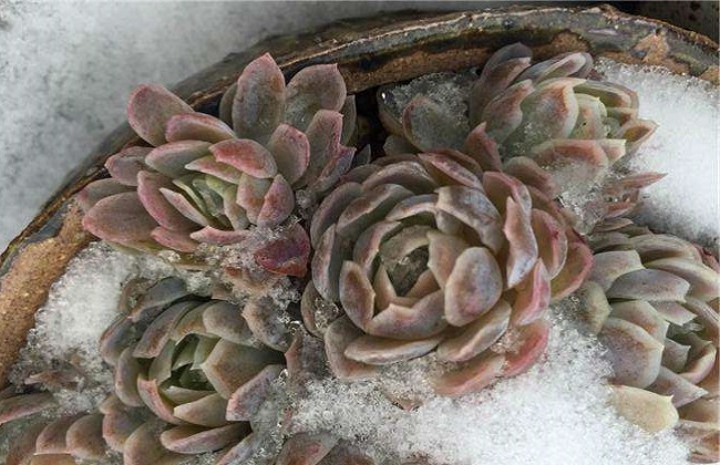 多肉冻伤的表现症状及处理办法