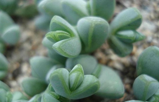 碧玉莲的养殖办法