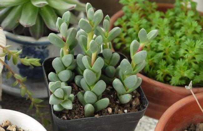 碧玉莲的养殖办法