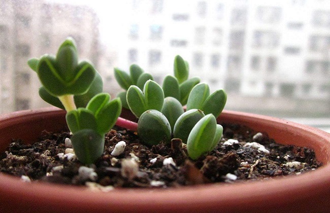 碧玉莲的养殖办法