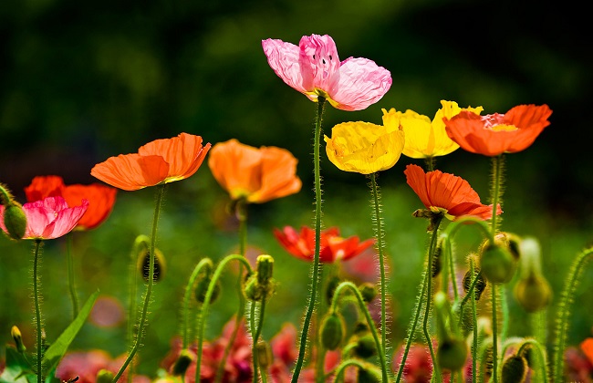 什么花不适合在室内养