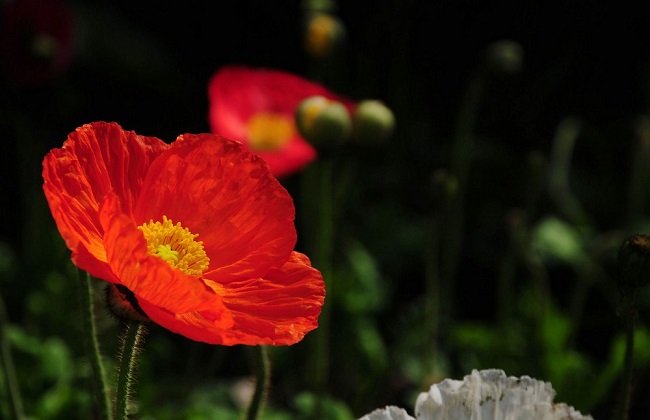 虞美人冬季养护办法