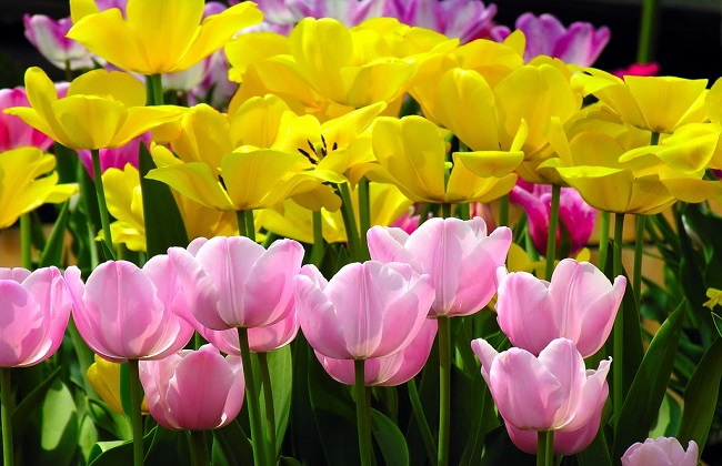 什么花不适合在室内养