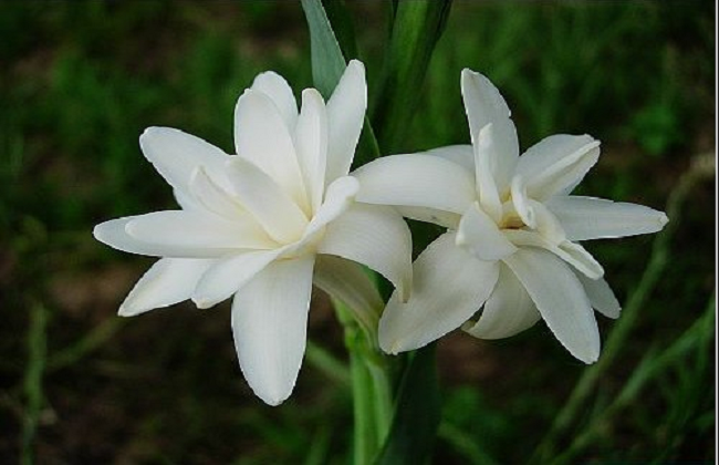 什么花不适合在室内养