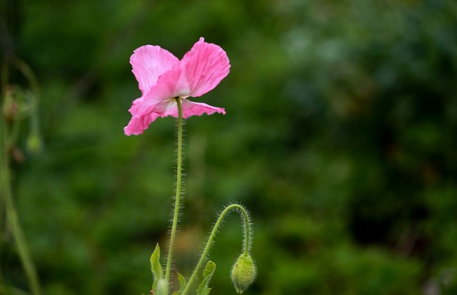 虞美人冬季养护办法