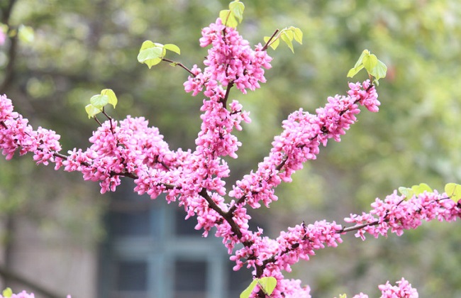 怎么使紫荆在元旦开花