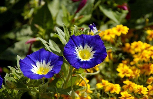 三色旋花种植技术