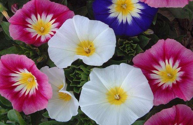 三色旋花种植技术