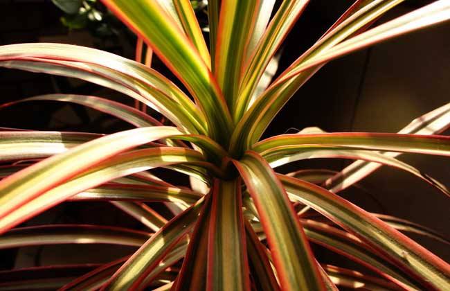 千年木的水培办法