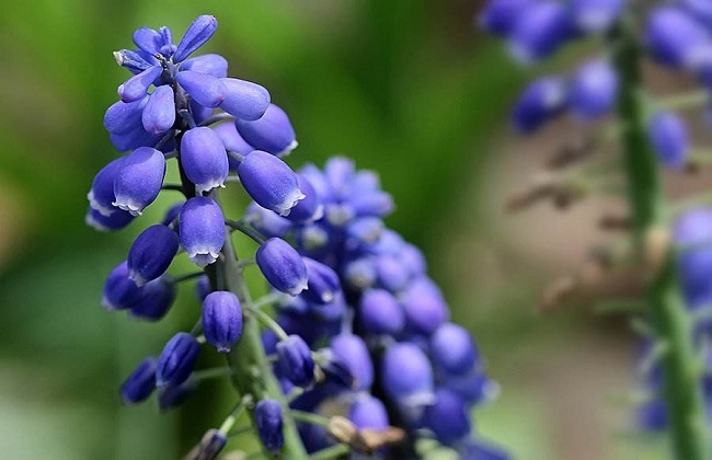 葡萄风信子水培办法