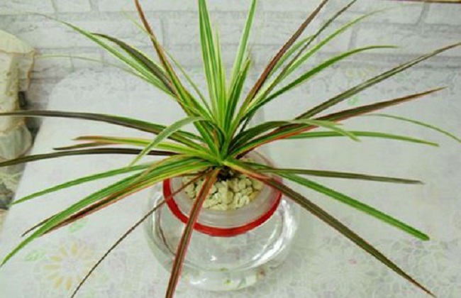 千年木的水培办法