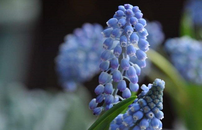 葡萄风信子水培办法