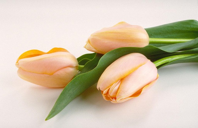 圣诞节送什么花相当好