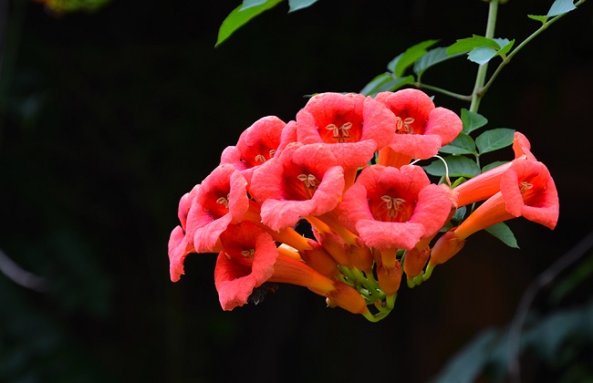 凌霄花的种植办法及注意些什么