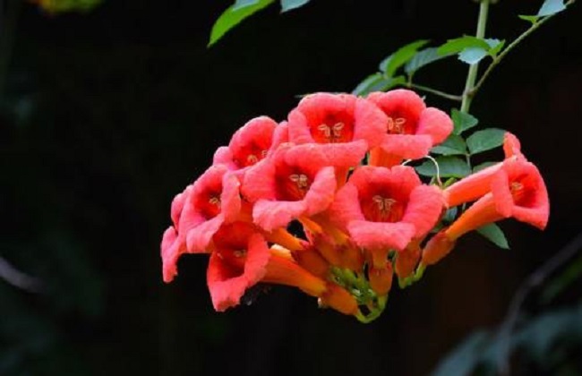 凌霄花的种植办法及注意些什么