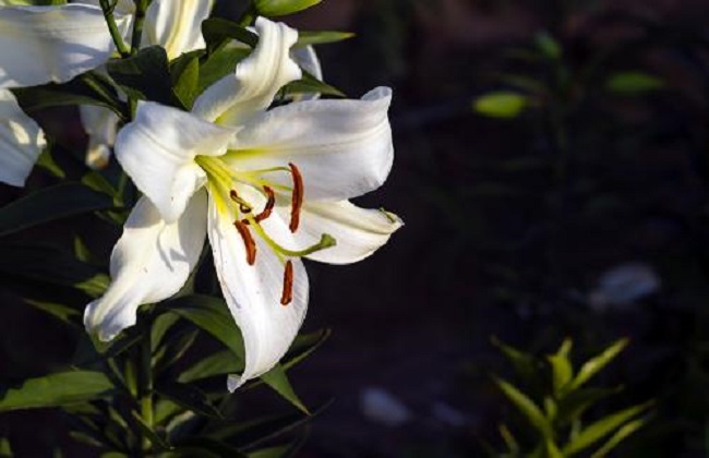 圣诞节送什么花相当好