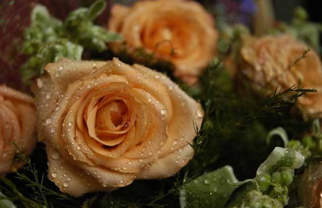 圣诞节送什么花相当好