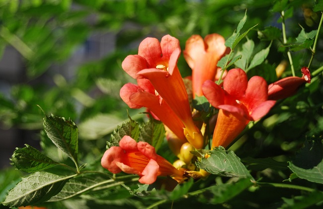 凌霄花的种植办法及注意些什么