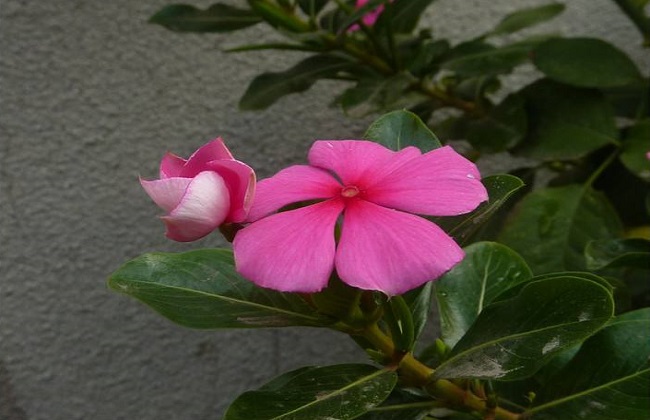 五叶梅的种植办法