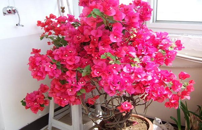 五叶梅的种植办法