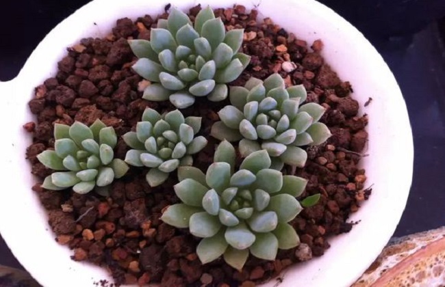 子持白莲的养殖办法和注意些什么