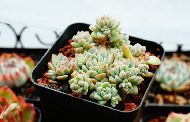 子持白莲的养殖办法和注意些什么