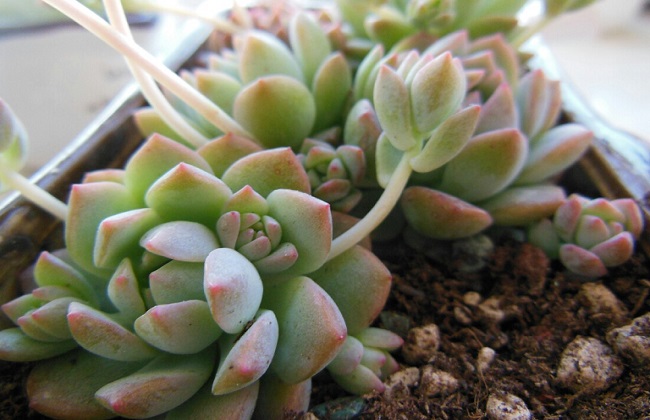 子持白莲的养殖办法和注意些什么