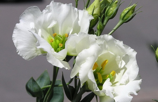 洋桔梗能不可以放卧室？