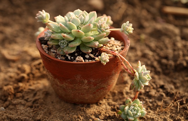 子持白莲的养殖办法和注意些什么