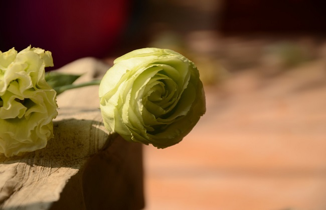 洋桔梗能不可以放卧室？