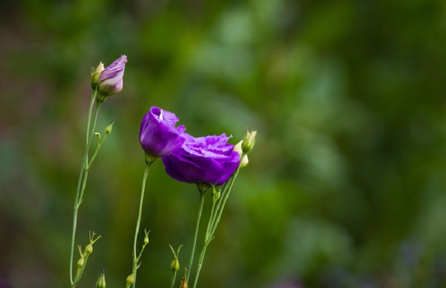 洋桔梗能不可以放卧室？