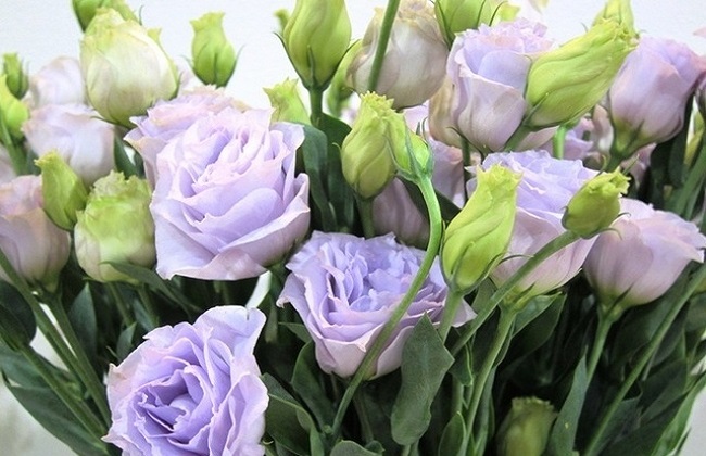 洋桔梗能不可以放卧室？