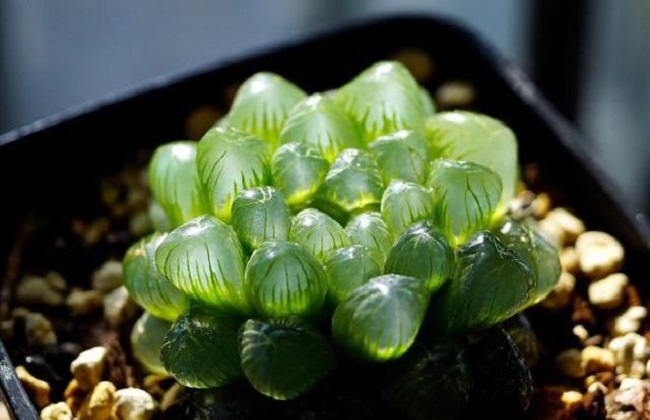 玉露干瘪之后解决办法？