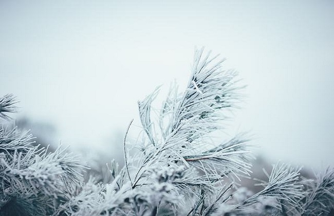 家庭养花经常遇见问题解答