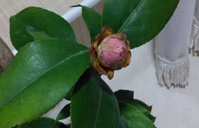 家庭养花经常遇见问题解答