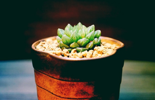 玉露干瘪之后解决办法？