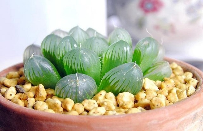 玉露干瘪之后解决办法？