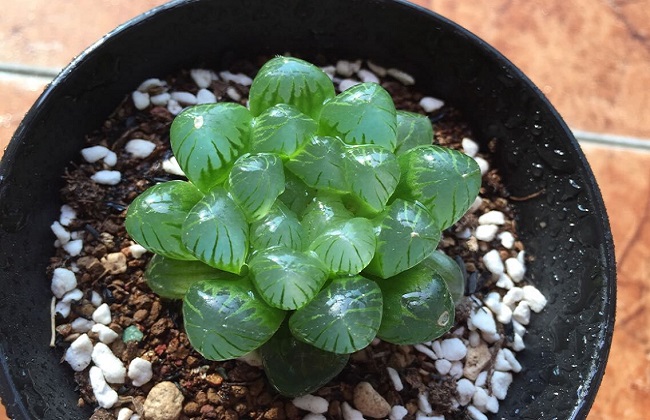 玉露干瘪之后解决办法？