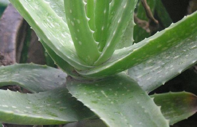 怎么让芦荟安全越冬