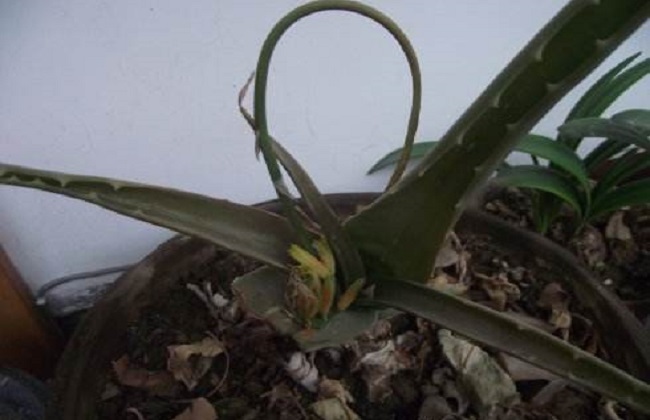 怎么让芦荟安全越冬