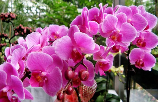 蝴蝶兰灰霉病的症状与防治