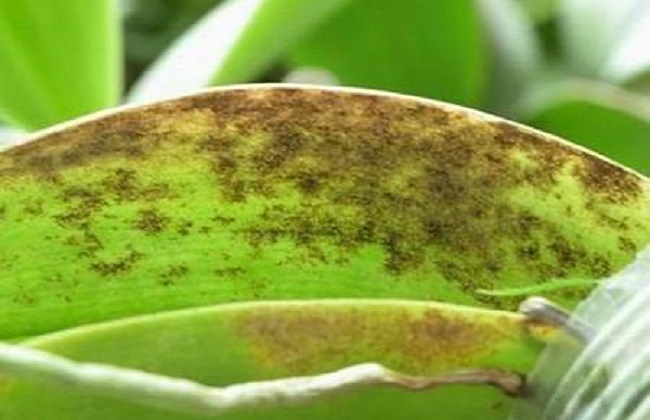 蝴蝶兰灰霉病的症状与防治